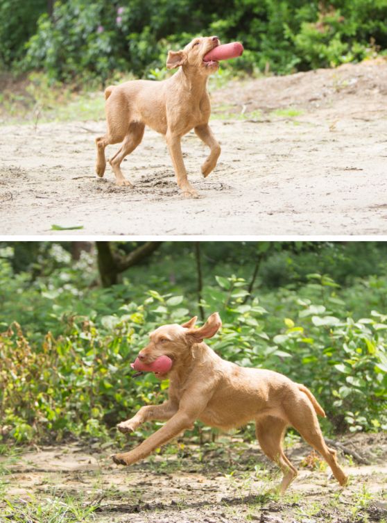 Hond buiten rennend met speeltje in de bek in verschillende aanzichten, hondenras Vizsla draadhaar