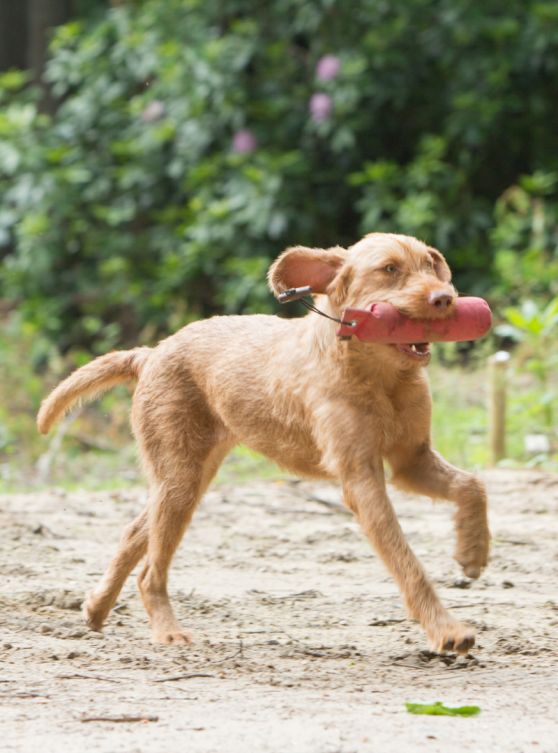 Hond Tunde rennend buiten met speeltje in de bek, ras Vizsla draadhaar, Hongaarse jachthond