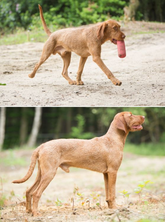 Hond reu Kimo staand buiten en lopend met speeltje in de bek buiten in de bos, hondenras Vizsla draadhaar