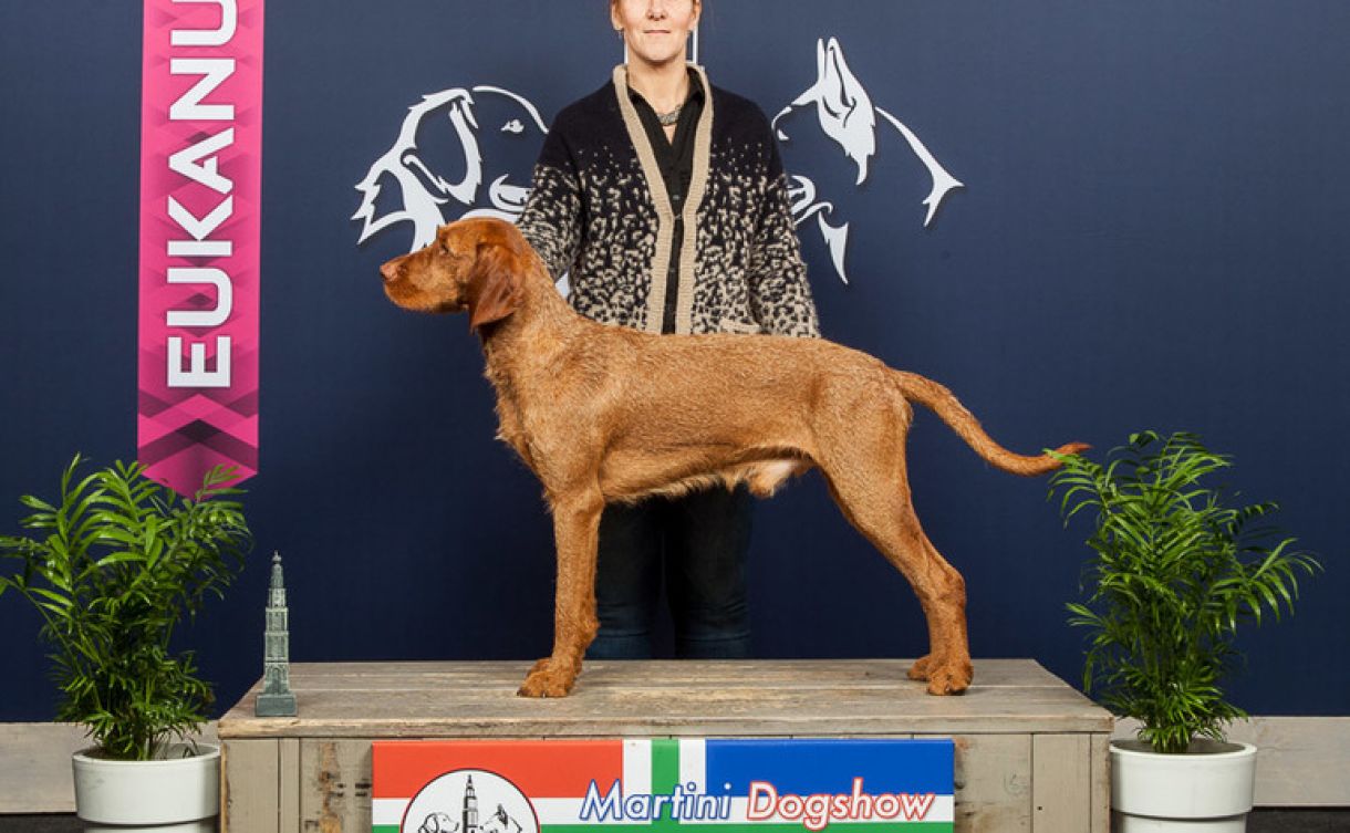 Hond staand op Martini Dogshow, hondenras Vizsla draadhaar