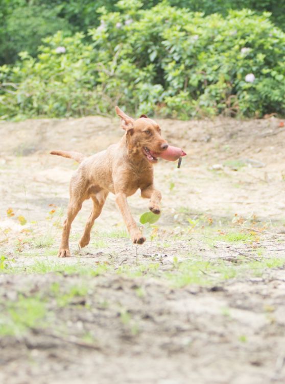 Hond reu Kimo buiten rennend in het bos met speeltje in de bek, hondenras Vizsla draadhaar
