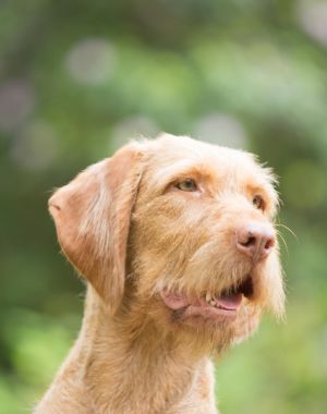 Kop van hond Jerka, teef draadhaar Vizsla