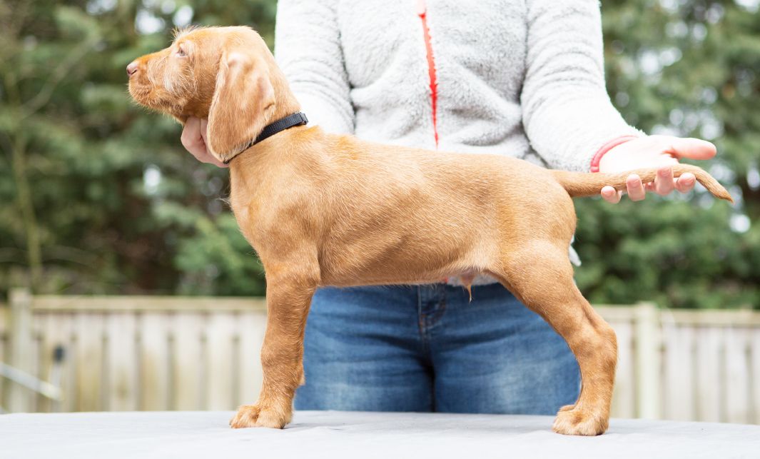 Hondenras De Viszla pup van de Regghe Valley staand